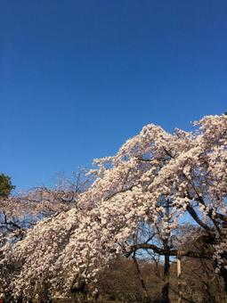 桜のはなびら 桜のはなびらの写真