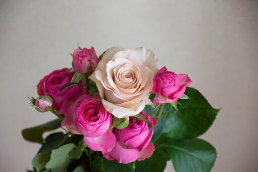ピンクのばら ばら,薔薇,花の写真素材