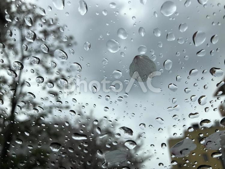 桜と雨粒 桜,雨粒,曇り空の写真素材