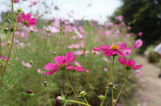 わくわく田島緑地のコスモスの写真
