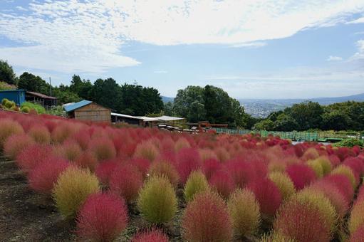 松田町, コキアの里の紅葉したコキア コキア,紅葉,コキアの里の写真素材