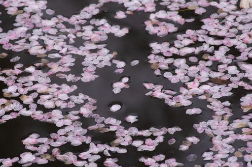 水面に浮かぶ桜の花びら 水面に浮かぶ桜の花びらの写真