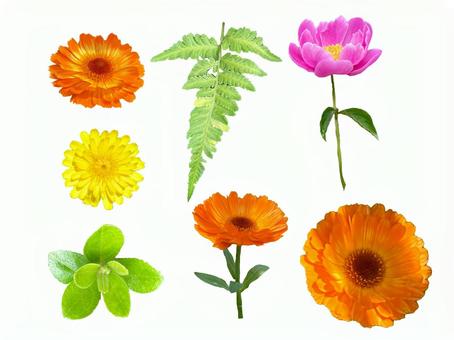 花集合シダ 花集合シダ 花,切り抜き,ガーベラの写真素材