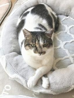 腕組みして寛ぐ猫ちゃんの写真