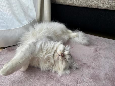 ひっくり返ってお昼寝する猫 ひっくり返ってお昼寝する猫の写真