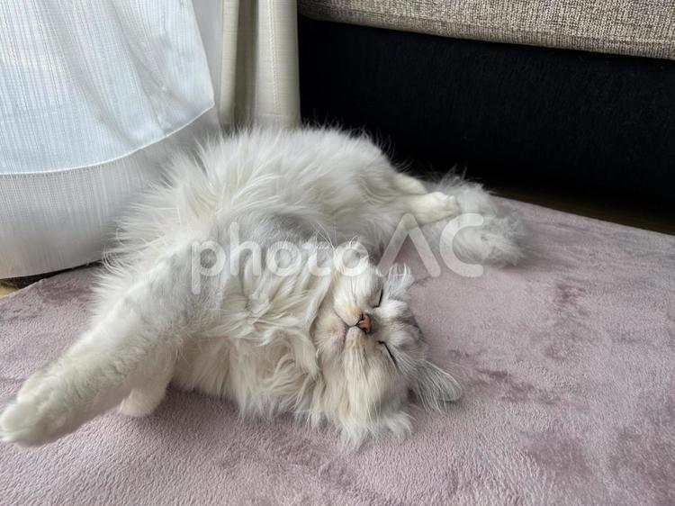 ひっくり返ってお昼寝する猫 ペット,ふわふわ,動物の写真素材