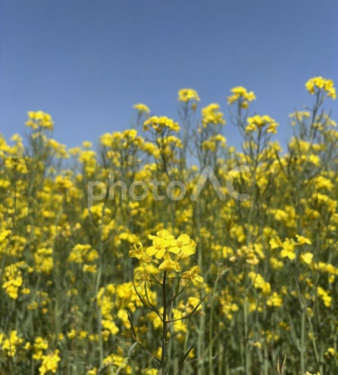まっすぐに咲く、春のまなざし 菜の花,春,青空の写真素材