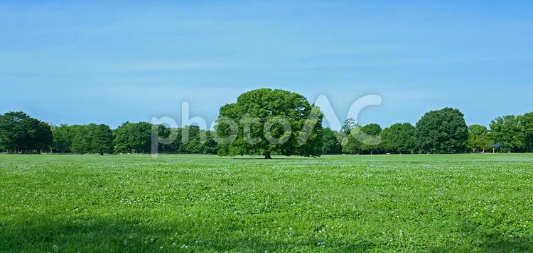 緑の公園　バナー素材 公園,木,青空の写真素材