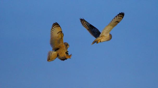 攻撃態勢のコミミズク 攻撃態勢のコミミズクの写真