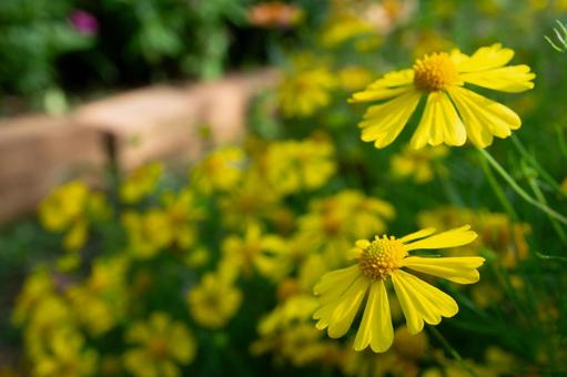 明るい黄色の花のクローズアップ 明るい黄色の花のクローズアップ オオキンケイギク,コレオプシス,黄色の写真素材