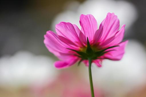 コスモス畑 可憐なピンクの花 コスモス畑 可憐なピンクの花の写真