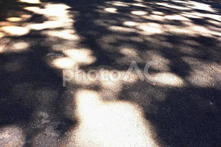 木漏れ日 木漏れ日,イメージ,きらきらの写真素材
