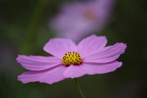 秋桜 秋桜 コスモス,秋桜,キク科の写真素材