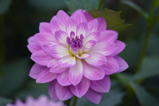 ダリア ダリア,花,美しいの写真素材