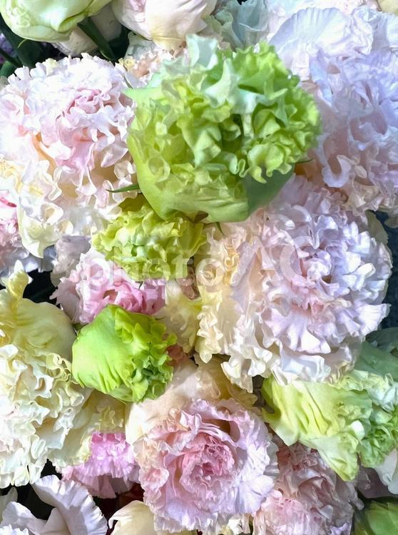 ふんわりトルコキキョウ トルコキキョウ,花,アップの写真素材