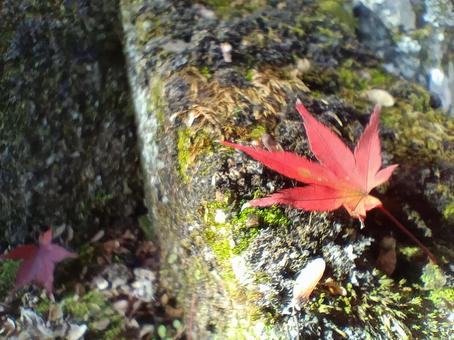 苔の上の一枚のもみじ 紅葉,もみじ,落ち葉の写真素材