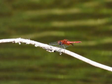 水面上の枝にとまるアキアカネ アキアカネ,トンボ,生物の写真素材