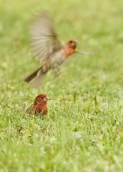 メキシコマシコ(House Finch) メキシコマシコ(House Finch)の写真