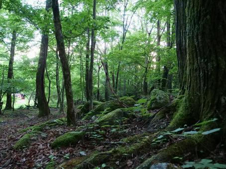 鳳凰三山のドンドコ沢登山道 鳳凰三山のドンドコ沢登山道 鳳凰三山,ドンドコ沢,地蔵ヶ岳の写真素材