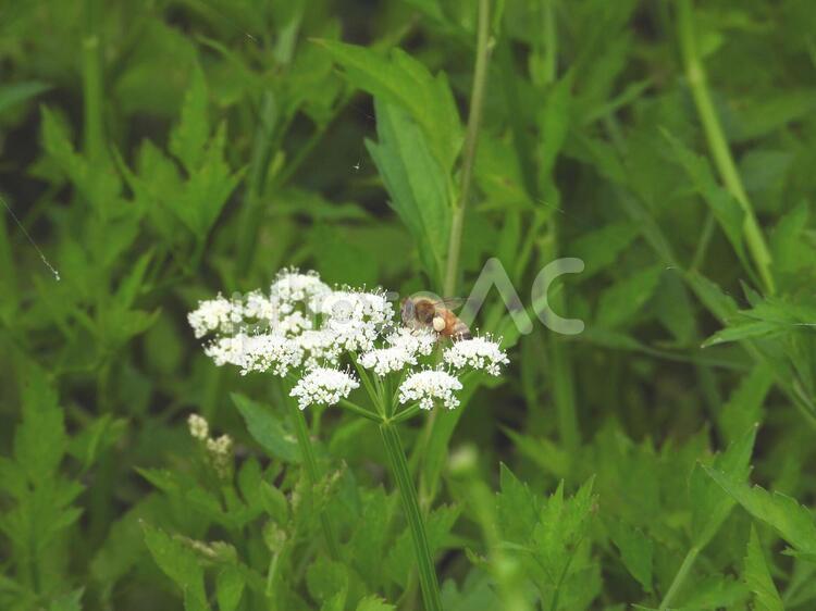 セリの花にセイヨウミツバチ セリの花にセイヨウミツバチ,西洋蜜蜂,セイヨウミツバチの写真素材