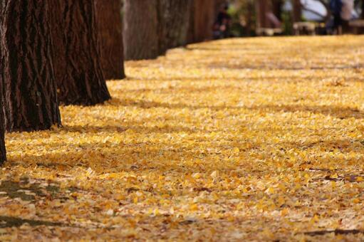いちょう 光,紅葉,影の写真素材