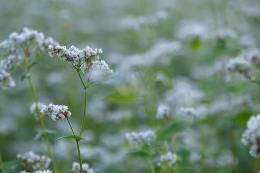 蕎麦の花 蕎麦の花の写真