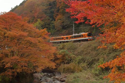 洛北の紅葉の中を、叡山電鉄鞍馬線 叡山電鉄,鞍馬線,貴船口駅の写真素材