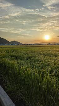 夕焼け 夕焼けの写真