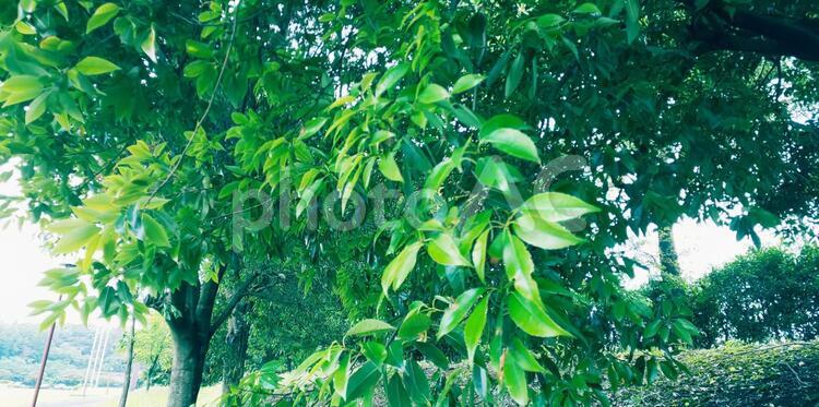 あおあおとした葉っぱたち 葉,木,植物の写真素材