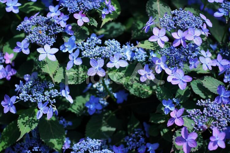 梅雨にお似合いのアジサイ アジサイ,紫陽花,花の写真素材