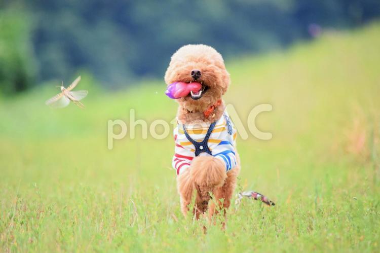 楽しそうに走る犬とバッタ 犬,いぬ,dogの写真素材