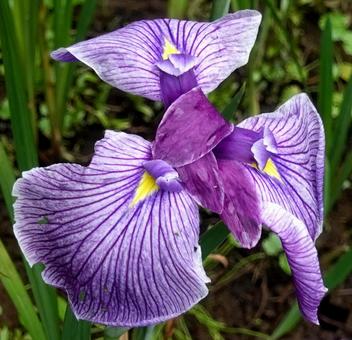 梅雨空に映える鮮やかな花菖蒲 梅雨空に映える鮮やかな花菖蒲の写真