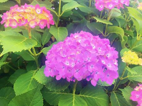 紫陽花 紫陽花の写真