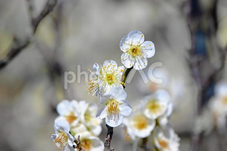 平芝梅林公園の白い梅の花 白梅,梅,花の写真素材