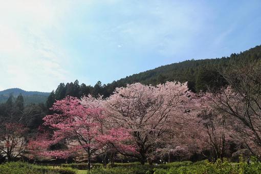 桜の写真