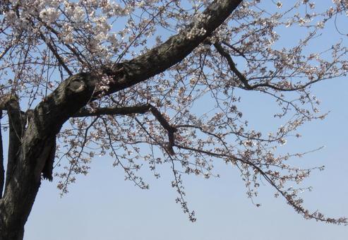 さくらのボケ背景-19 背景,ボケ,さくらの写真素材