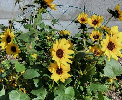 ヒマワリみたいな花 ヒマワリみたいな花 ガーデニング,小さなヒマワリ,ニワゼキショウの写真素材