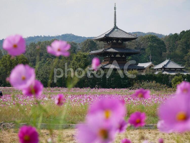 コスモスと五重塔 コスモス,秋桜,cosmosの写真素材