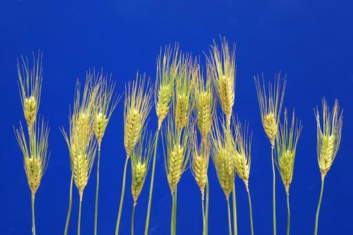 Blue wheat ears, JPG