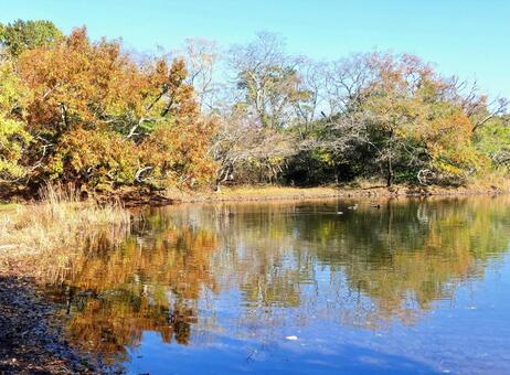 秋の映り込み　一碧湖 映り込み,反射,紅葉の写真素材