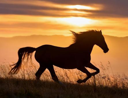 朝焼けの中を走る馬のシルエット 朝焼けの中を走る馬のシルエットの写真