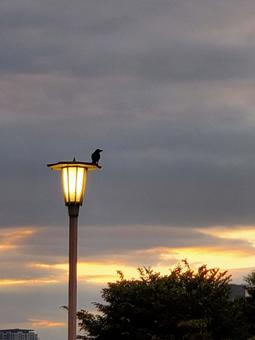 Photo, sky, bird, landscape, 