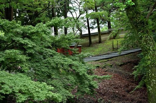 深い森の公演の上り坂 森,緑,坂道の写真素材