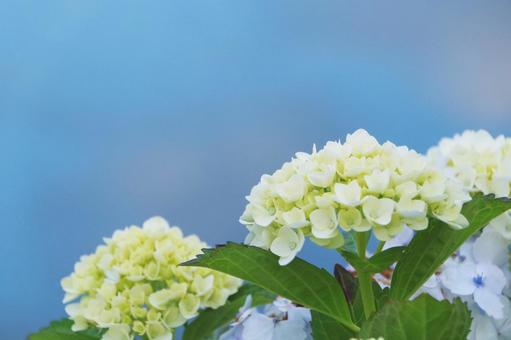 Hydrangea, JPG