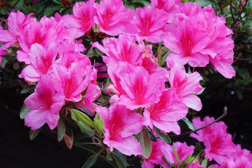 Azalea, JPG Azalea, JPG
