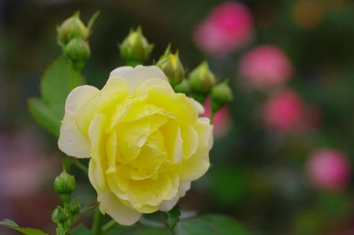 薔薇　黄色のバラ　Rose　蕾　 薔薇,黄色のバラ,roseの写真素材