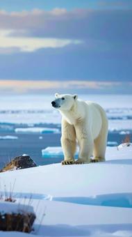 雪の中の白熊　冬のイメージの写真