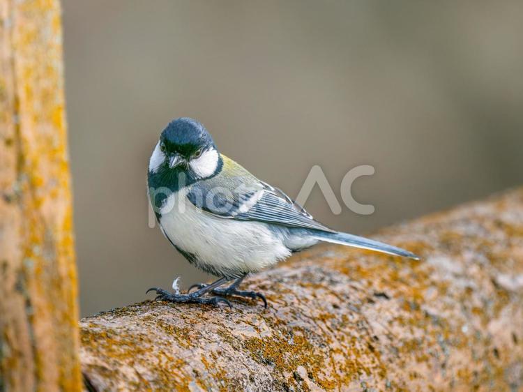柵にとまるシジュウカラ シジュウカラ,野鳥,鳥の写真素材