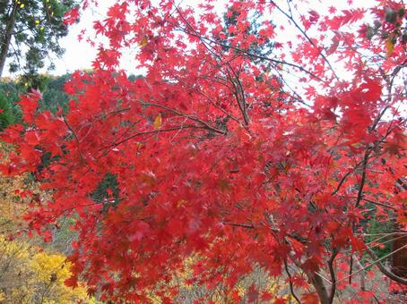 紅葉 もみじ,季節,秋の写真素材