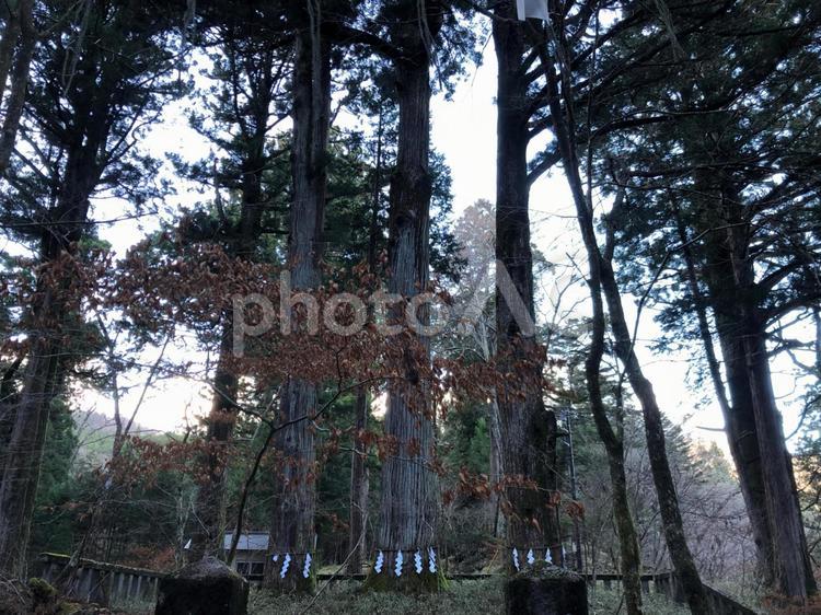 男体山御神木 日光,栃木,日本の写真素材
